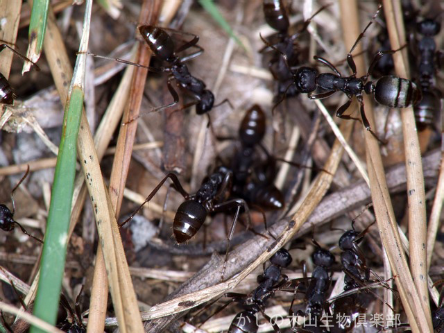 サムライアリの奴隷狩り